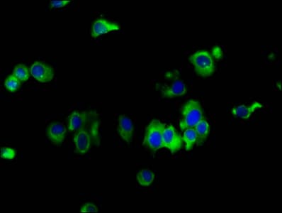 EMP2 Antibody
