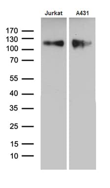 LAMP1 / CD107a Antibody (aa29-382, clone OTI8B1)