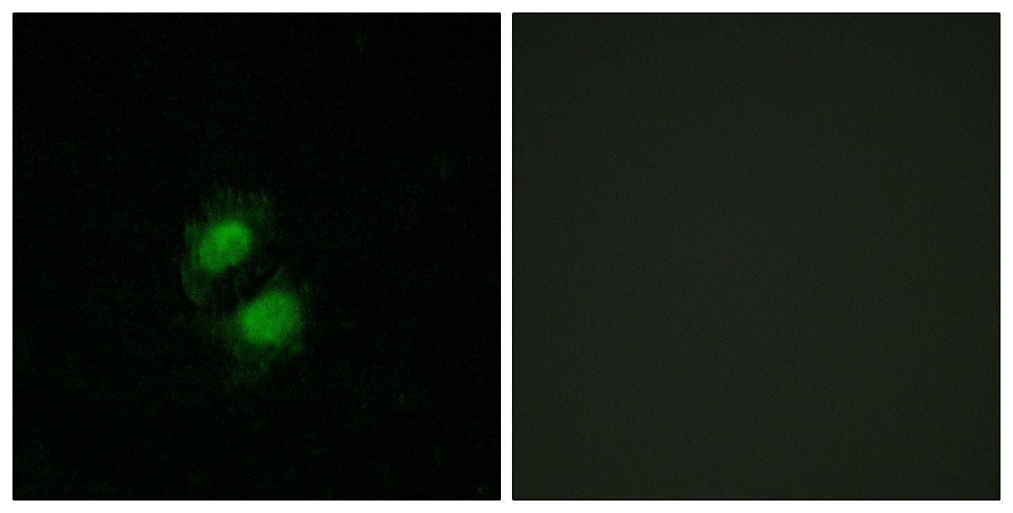 ZNF208 Antibody