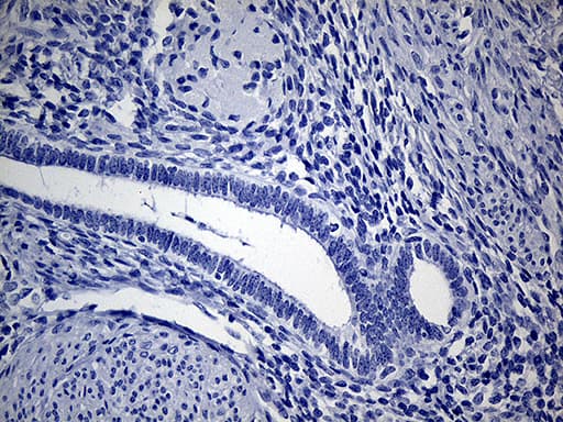 VAX1 Antibody (clone OTI4E5, Carrier-free)