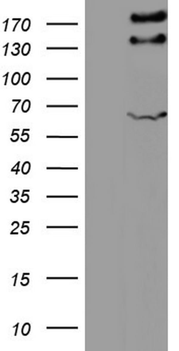 GLI2 Antibody (aa729-1123, clone OTI1G1)