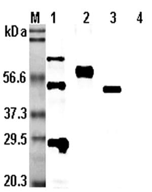 TNFRSF9 / 4-1BB / CD137 Antibody