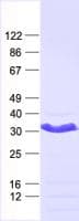 Human MXD4 Protein (Recombinant His, N-Terminal)