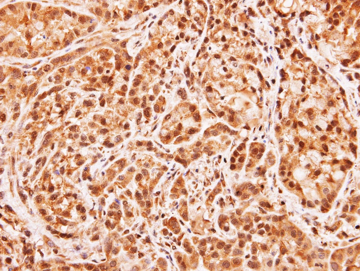 MID1IP1 Antibody (aa1-183)