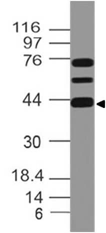 MEIS1 Antibody