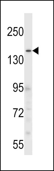 CNTLN Antibody (aa199-227)