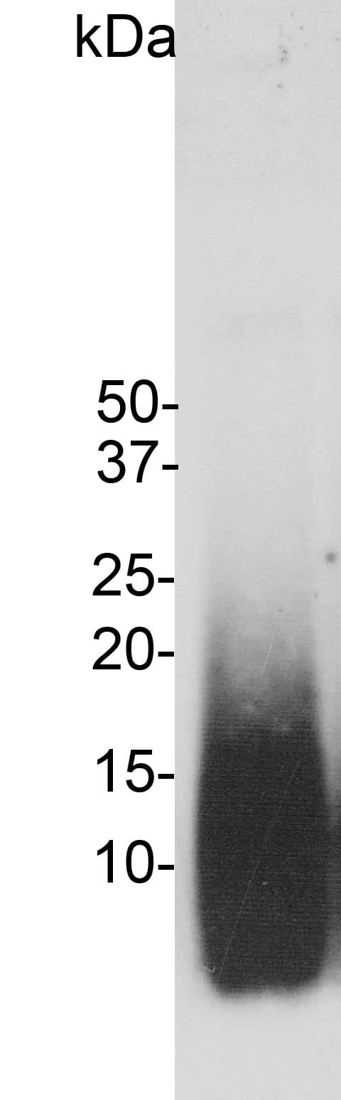 Beta Amyloid Antibody (clone AB9)
