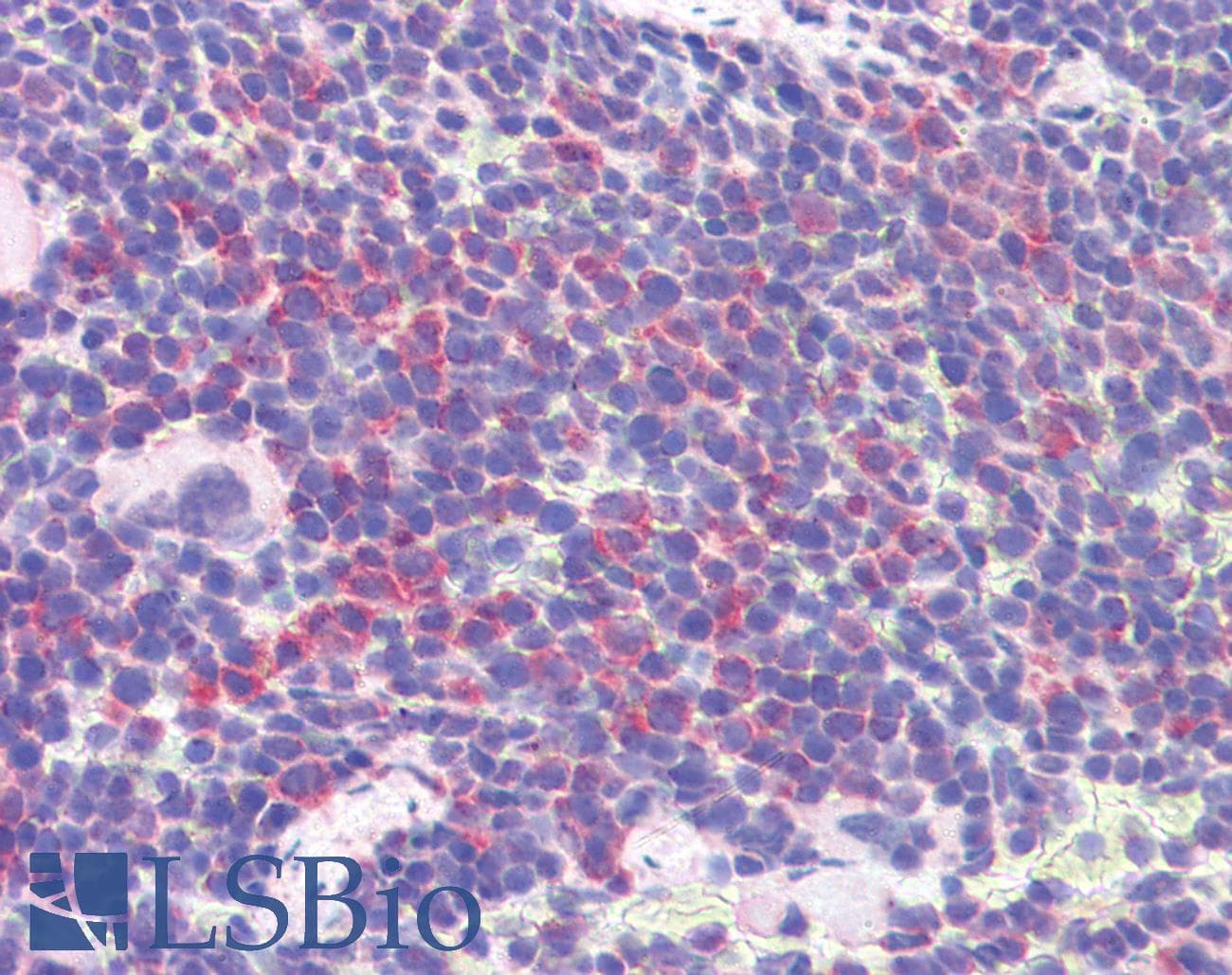 IHC-plus™ IDO1 / IDO Antibody (aa129-141)