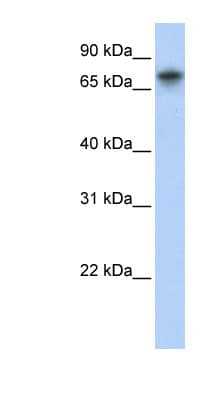 TRIM29 Antibody (aa252-301)
