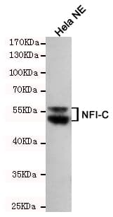 Monoclonal Mouse anti-Human NFI / NFIC Antibody (WB)
