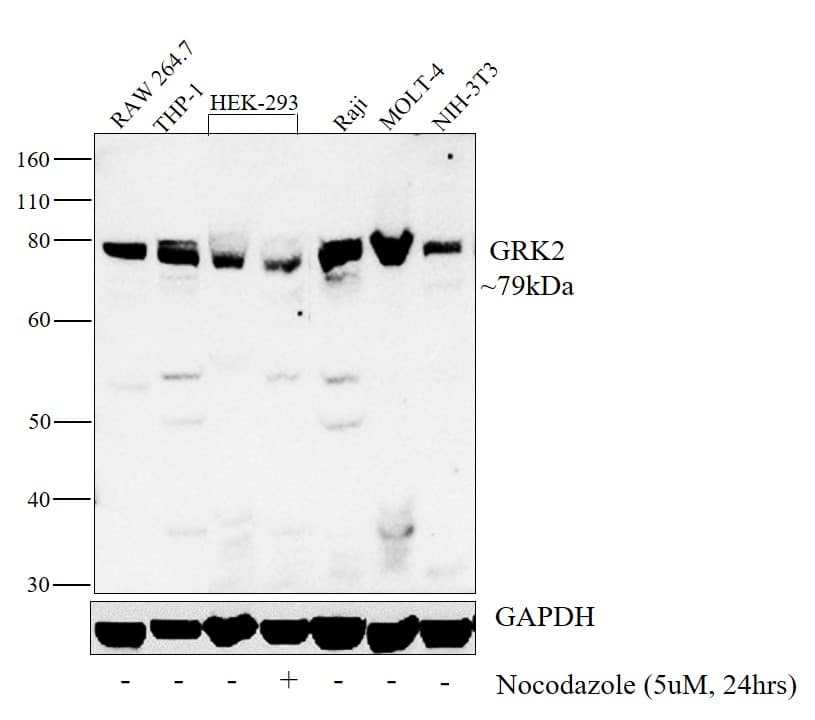 ADRBK1 / GRK2 Antibody (clone 3F8)
