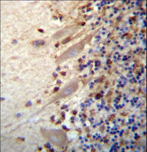 Polyclonal Rabbit anti-Human MEGF9 / EGFL5 Antibody (aa521-549, IHC, WB)