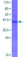 Human C20orf141 Protein (Recombinant GST)