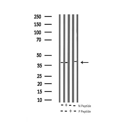 MAPK14 / p38 Antibody (phospho-Thr180)