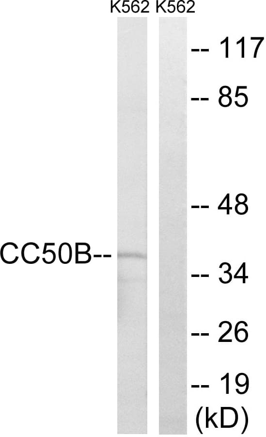 IHC-plus™ TMEM30B Antibody (aa91-140)