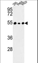 PPP1R36 / C14orf50 Antibody (aa20-47)