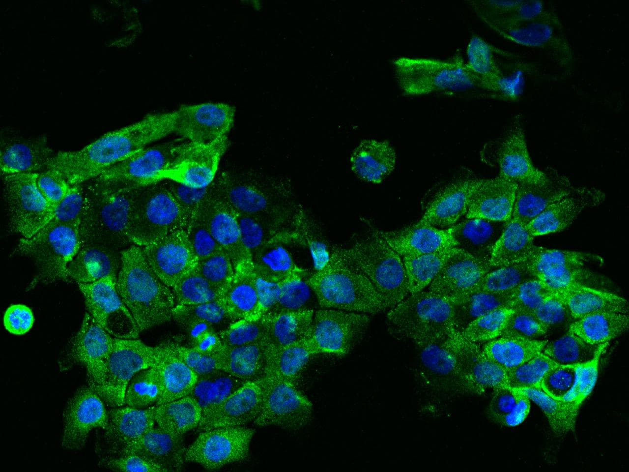 EIF3D Antibody