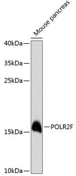 POLR2F Antibody