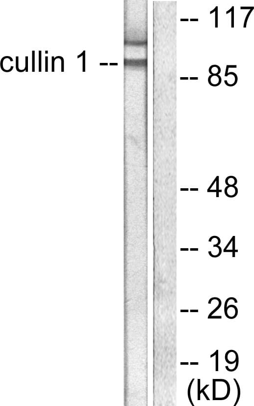 IHC-plus™ CUL1 / Cullin 1 Antibody (aa727-776)