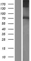 PACE4 / PCSK6 Protein (Over-Expression Lysate Myc-DDK (Flag))