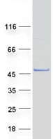 Human SPAG6 Protein (Recombinant Myc-DDK (Flag))