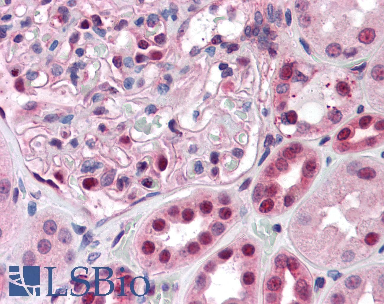 IHC-plus™ Monoclonal Mouse anti-Human PAX7 Antibody (clone 1E12, IHC, WB)