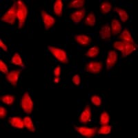 DNASE1 / DNase I Antibody