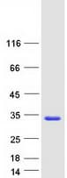 Human IL37 Protein (Recombinant Myc-DDK (Flag))