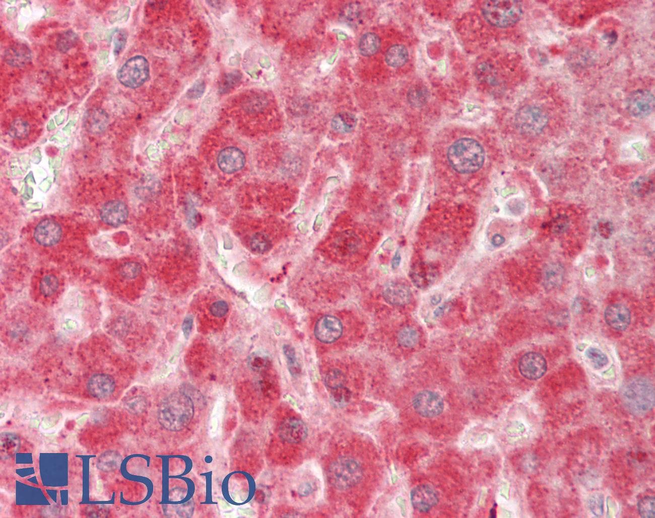 GOT2 Antibody (aa36-85)