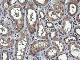PARVA Antibody (clone OTI1C11)