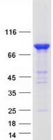 Human MALT1 Protein (Recombinant Myc-DDK (Flag))
