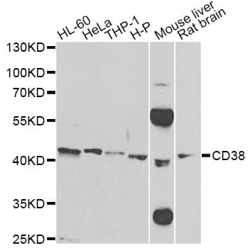 CD38 Antibody