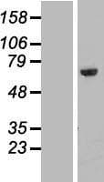 Human GNL3 / NS / Nucleostemin Protein (Over-Expression Lysate Myc-DDK (Flag))