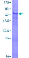 Human PVRL3 / Nectin-3 Protein (Recombinant GST)