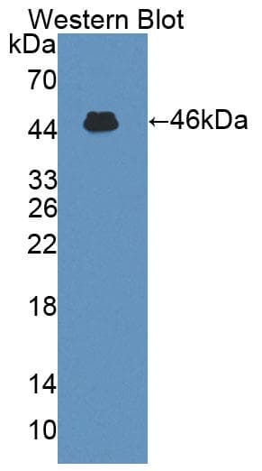 IL3 Antibody