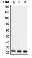 Polyclonal Rabbit anti-Human PEBP1 / RKIP Antibody (Internal, IF, WB)