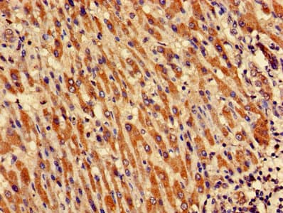 Polyclonal Rabbit anti-Human CRIPT Antibody
