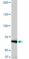 NEK11 Antibody (clone 4E1-1F4)