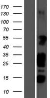 STK35 Protein (Over-Expression Lysate Myc-DDK (Flag))