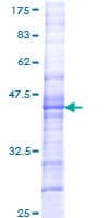 Human CHRM5 / M5 Protein (Recombinant GST, N-terminus)