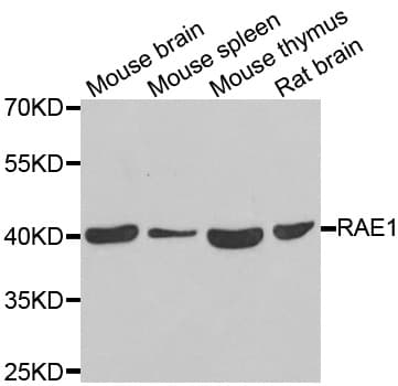 Polyclonal Rabbit anti-Human MRNP41 / RAE1 Antibody (IHC, IF, WB)