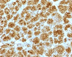 CELA3B / ELA3B Antibody (aa82-238, clone ELTS3B-2)