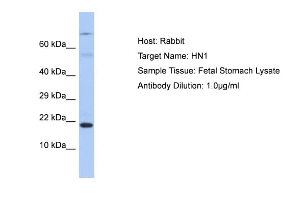 HN1 / ARM2 Antibody (C-Terminus)