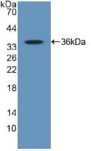 GATA2 Antibody (aa175-480)