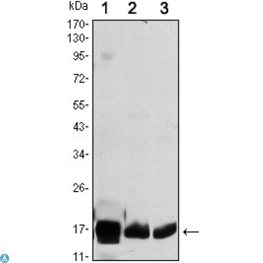COXIV / COX4 Antibody