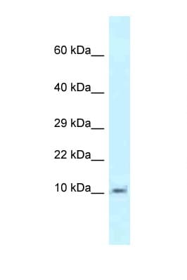 Polyclonal Rabbit anti-Mouse MRPL55 Antibody (aa22-71, WB)