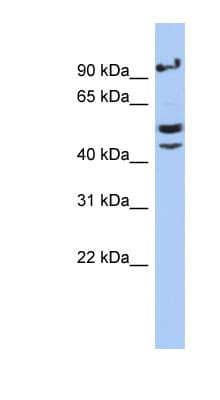 VSIG1 Antibody (aa71-120)