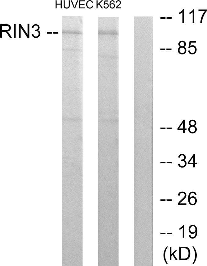 RIN3 Antibody