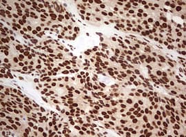 FBXW7 / FBW7 Antibody (aa1-354, clone OTI6F5)