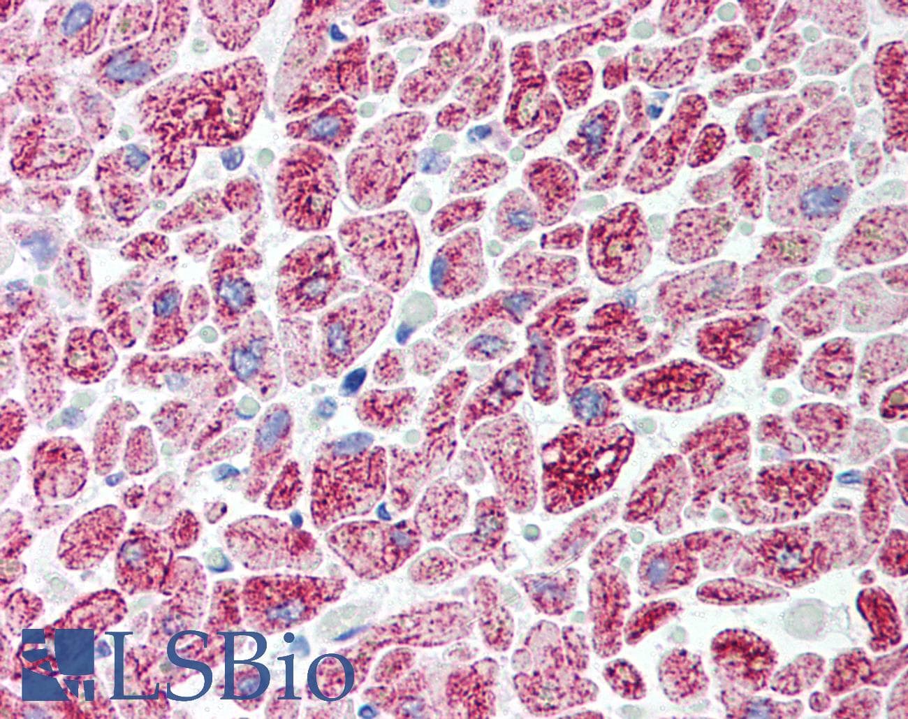 PSMD10 / Gankyrin Antibody (Internal, DY488)